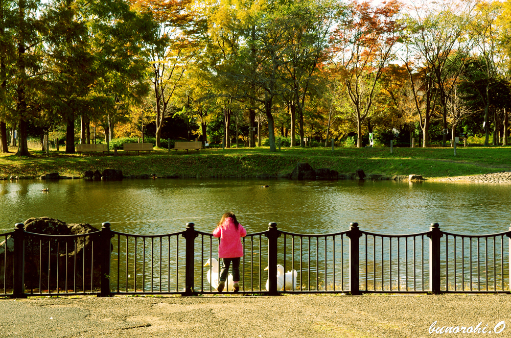 アヒルの公園
