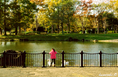 アヒルの公園