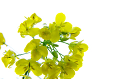 菜の花