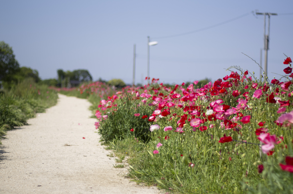 2013517poppy2