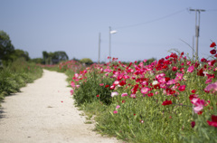 2013517poppy2