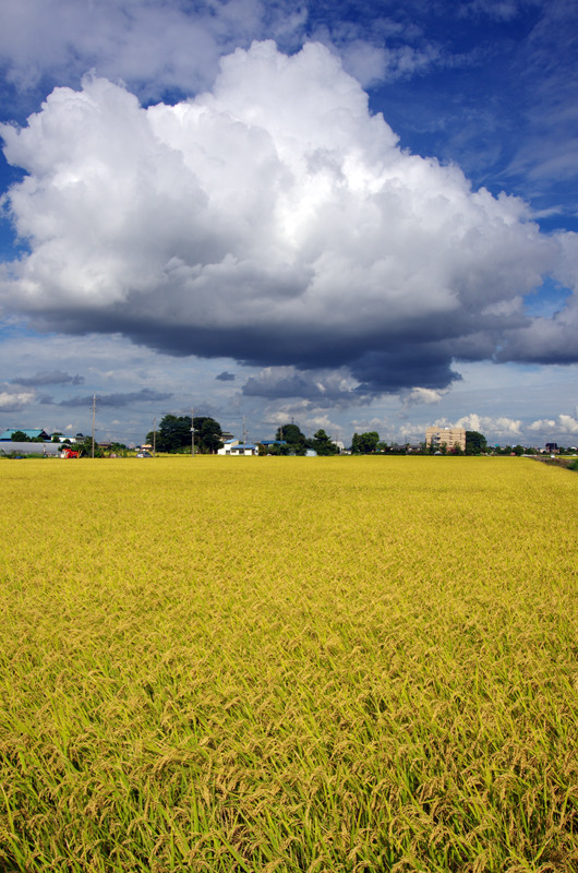 色付く稲穂と大きな雲