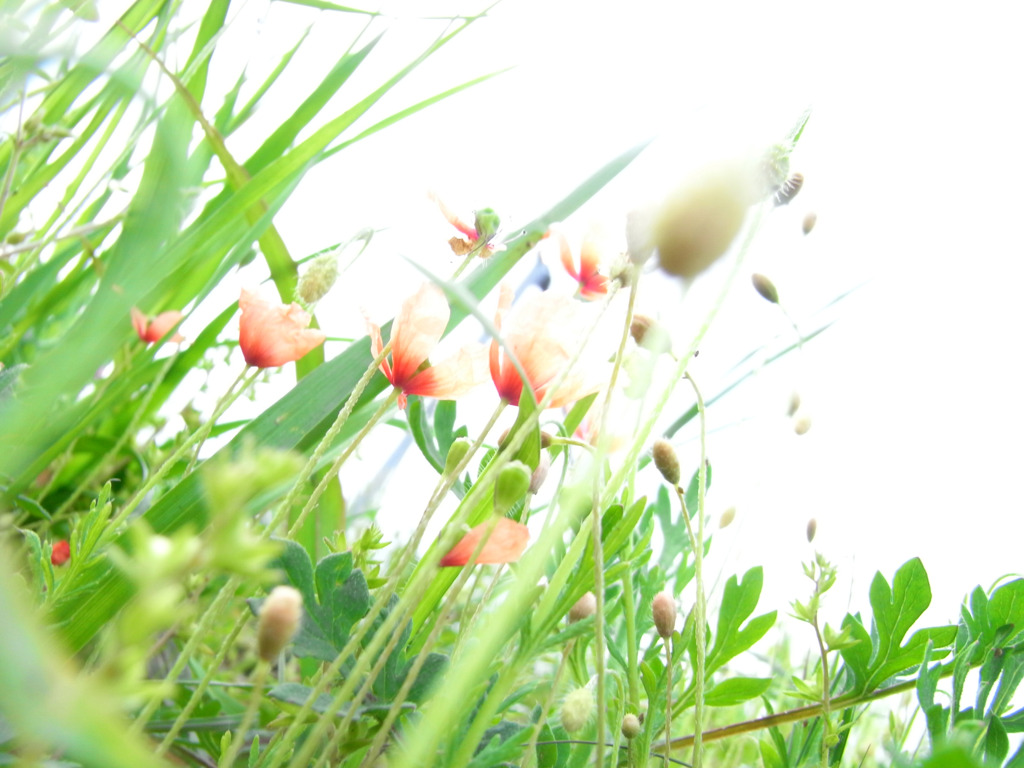 ケシ？の花