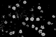白粉花