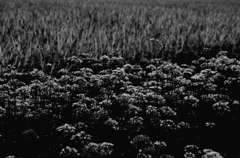 韮の花と稲穂