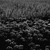 韮の花と稲穂