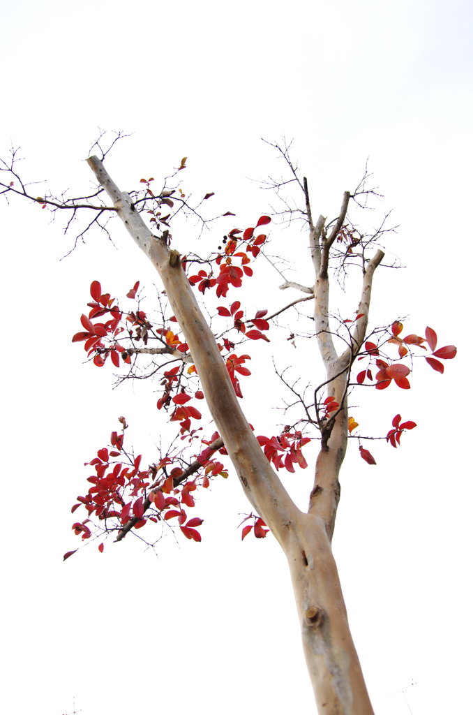 Lagerstroemia 