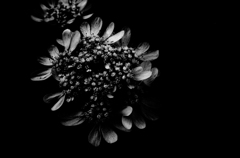 IMGP4695a