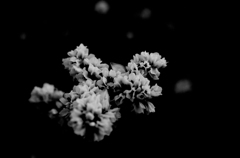 蕎麦の花