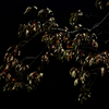 桜の木