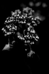紫陽花