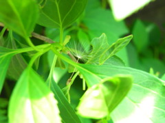 風が止んだ