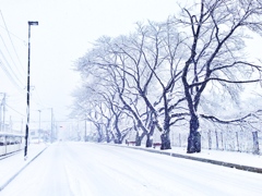 雪見桜の木
