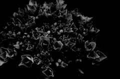 紫陽花