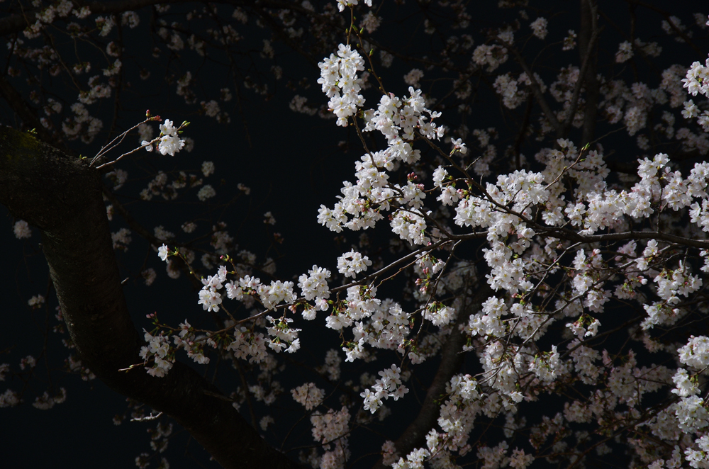 夜桜