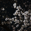 夜桜