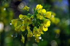 菜の花と雫