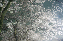 雨の桜