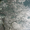 雨の桜