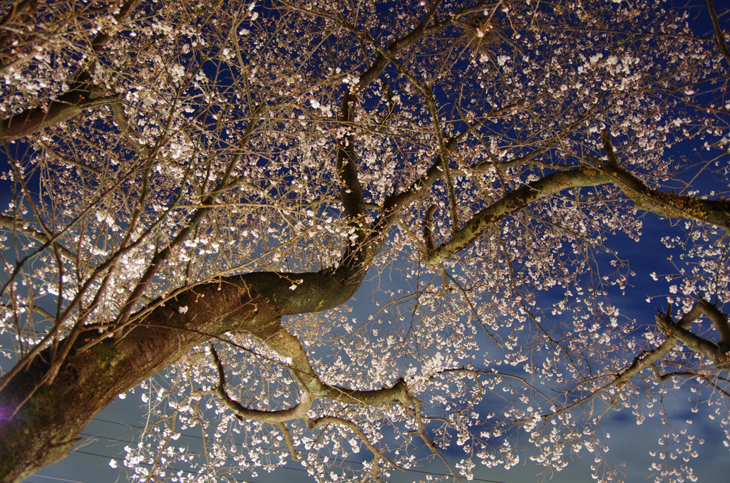 元桜川小学校の桜