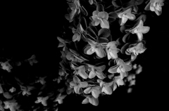 柏葉紫陽花♪