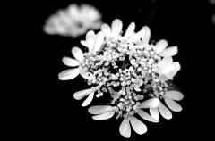 IMGP4696a