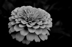似た花