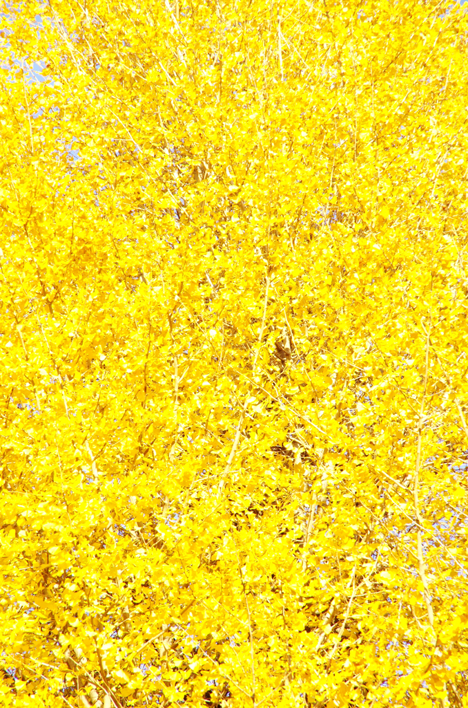 Ginkgo tree 