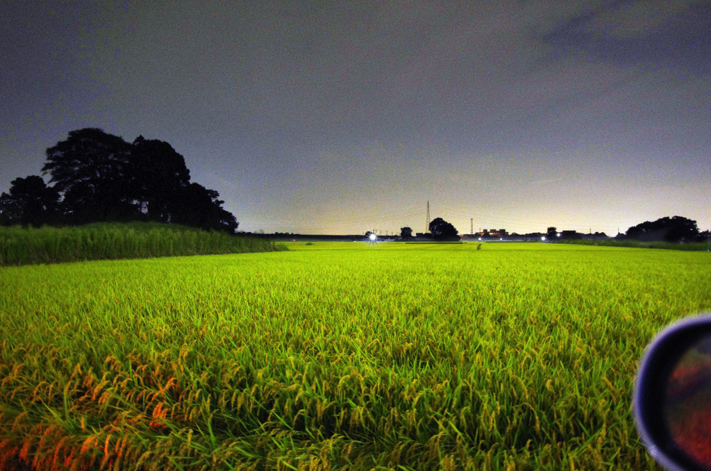嵐の前、夜の田圃風景