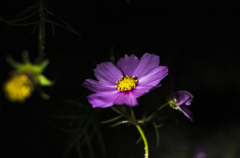 秋桜+雨