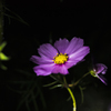秋桜+雨