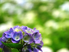 2010.06.18 あじさい屋敷010