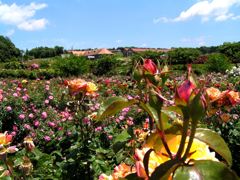 2010.6.10東京ドイツ村（千葉県袖ヶ浦市）6