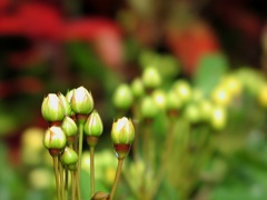 2010-04-29花 1 (17)