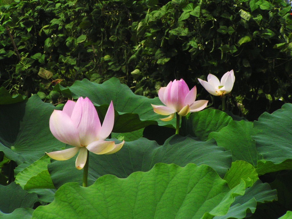 2010-07-30 三姉妹