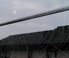 2010-06-07 クモの巣 (2)