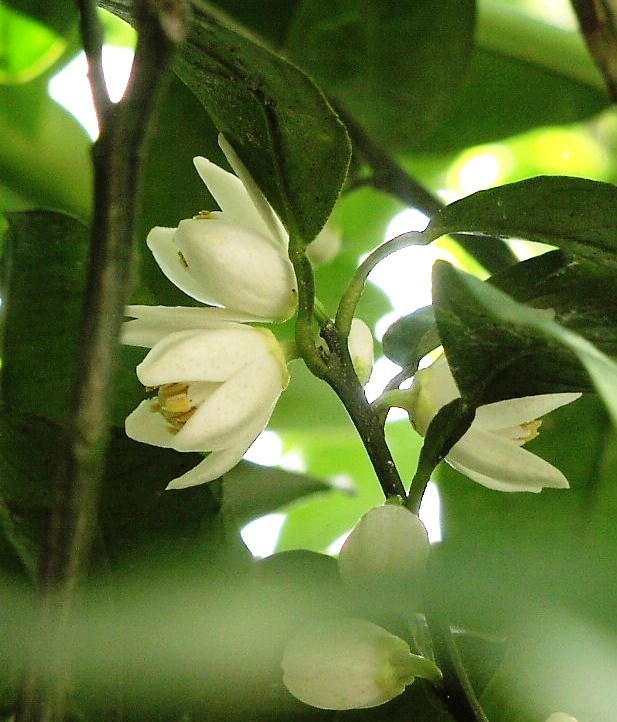 2010-05-18 ゆずの花3