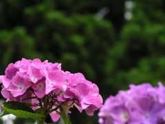 2010.06.18 あじさい屋敷038