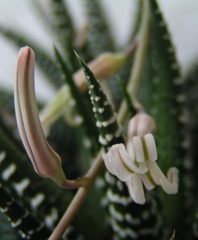 サボテンの花　2