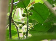 2010-06-07 「ゆず」の赤ちゃん