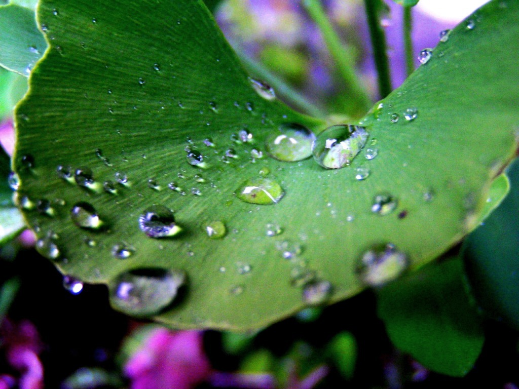 2010-05-24 水宝石3