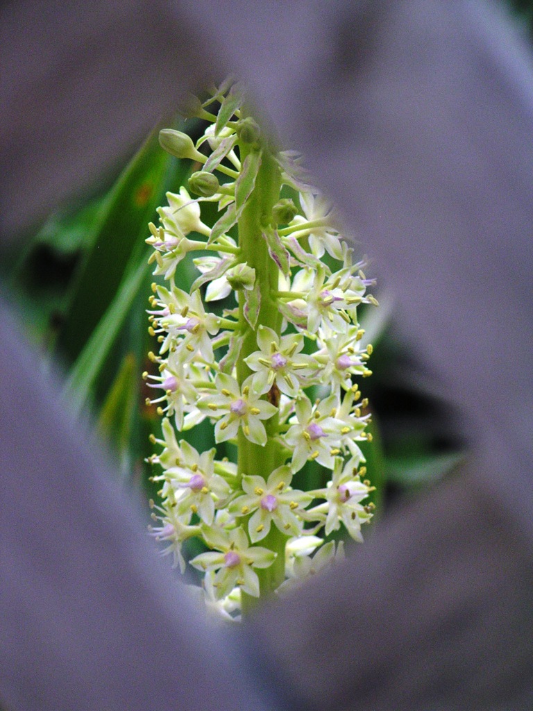 2010-07-24 ラティス越しの花