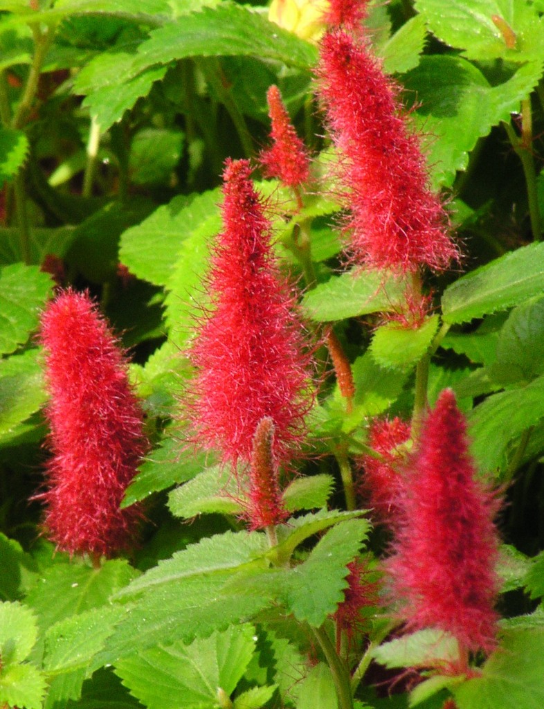 花04
