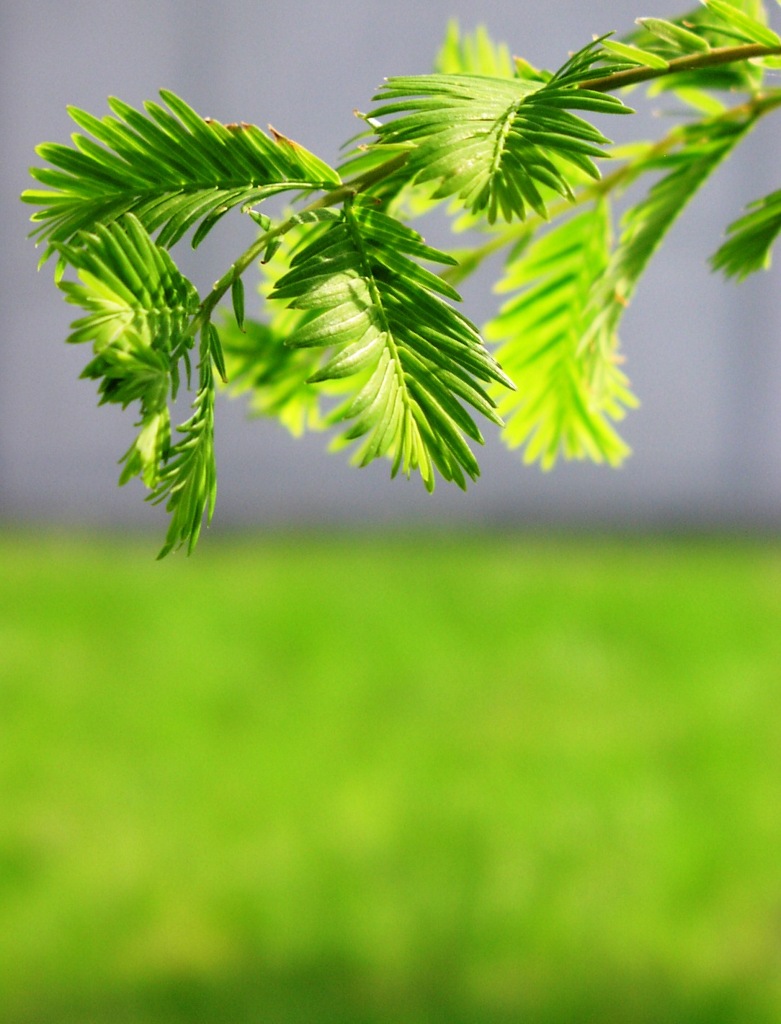 2010-05-10 樹 (1)