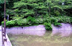 2010-06-08 東金市あじさい02