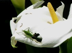 2010-05-21 美味しいよ　2