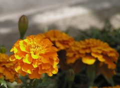 2010-06-06 マリーゴールド