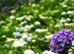 2010.06.18 あじさい屋敷006