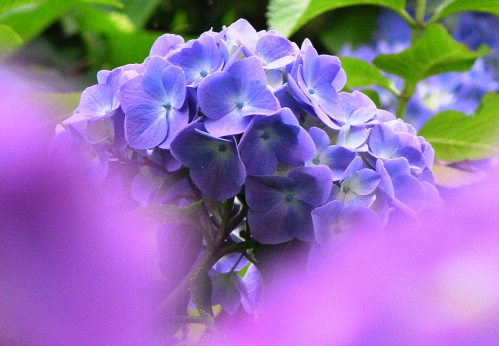 2010.06.18 あじさい屋敷04