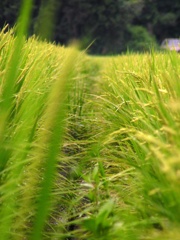 ご近所の風景　2